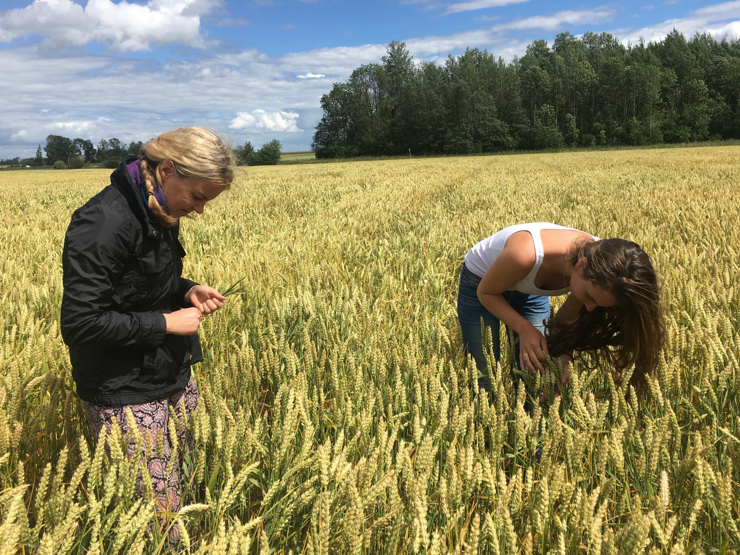 Searching for signs of winter wheat disease on trial fields