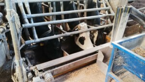 Cows in feeding