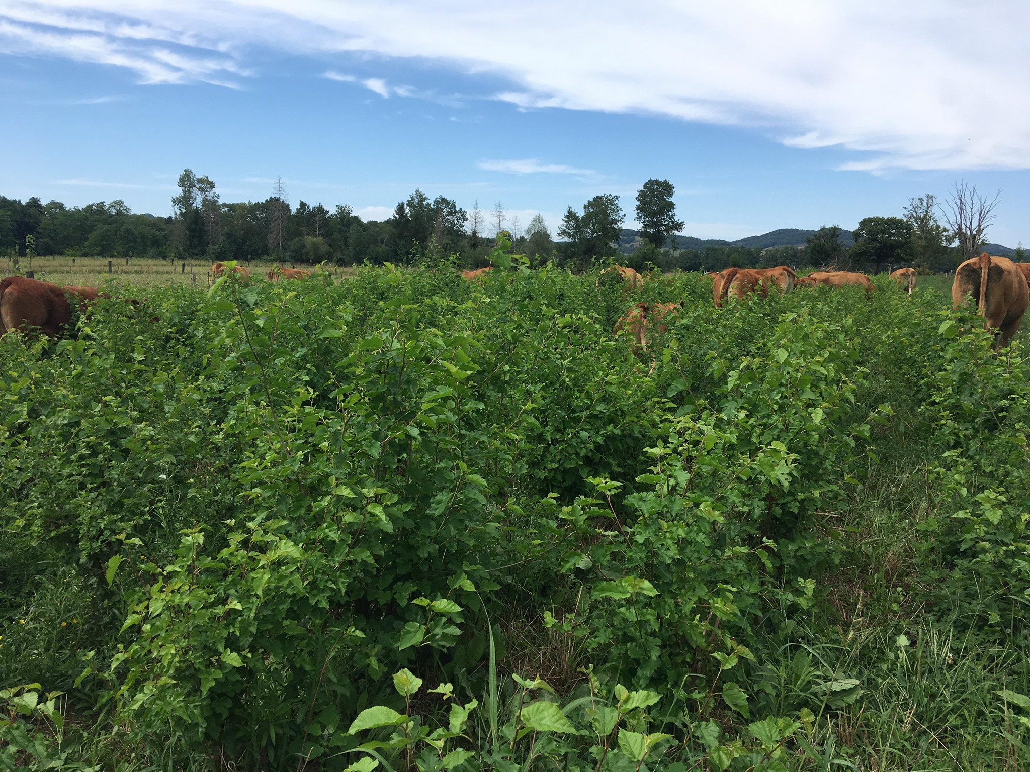 Крави, пасящи бяла черница в поле