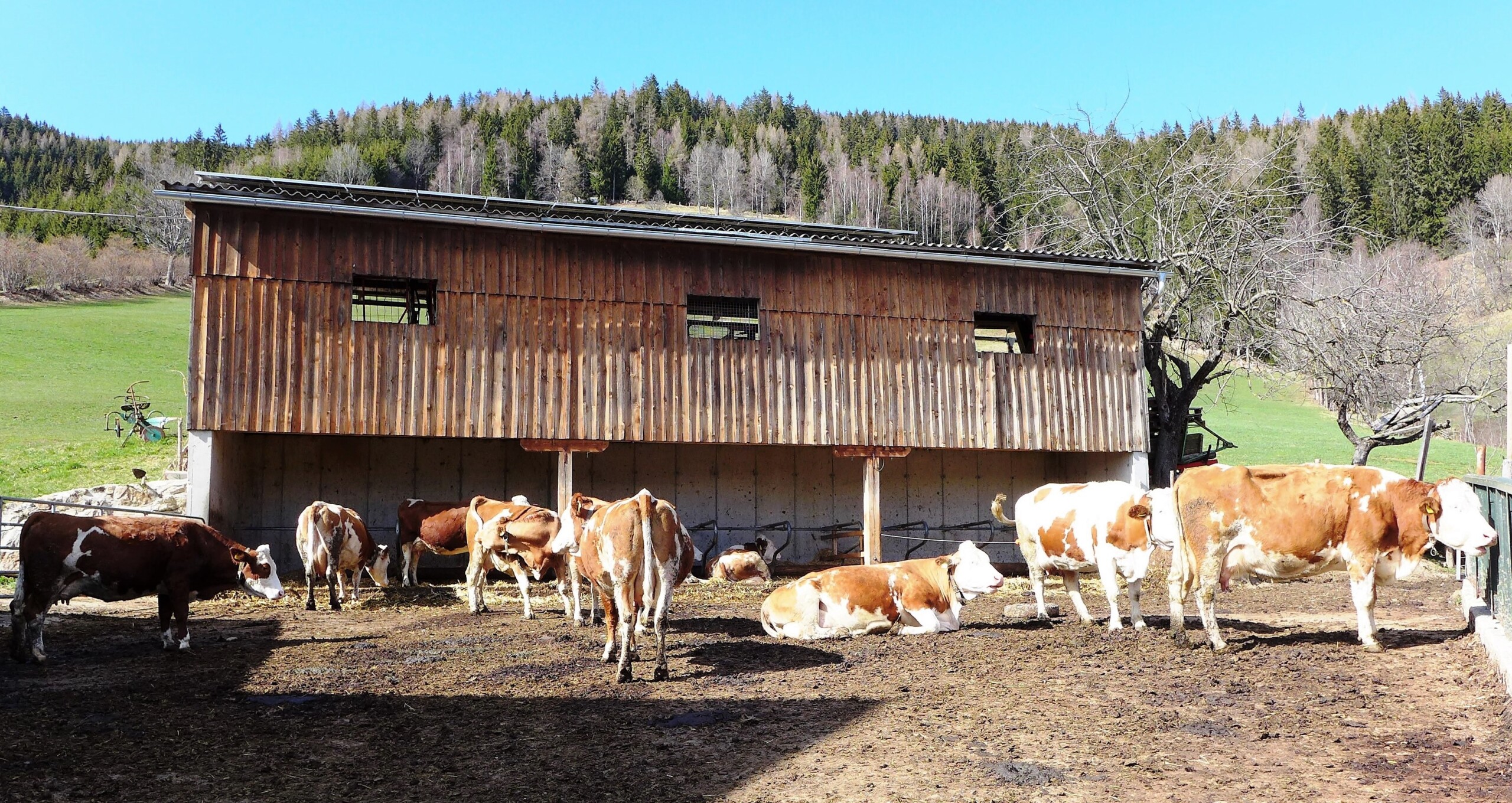 Furnished run for cows