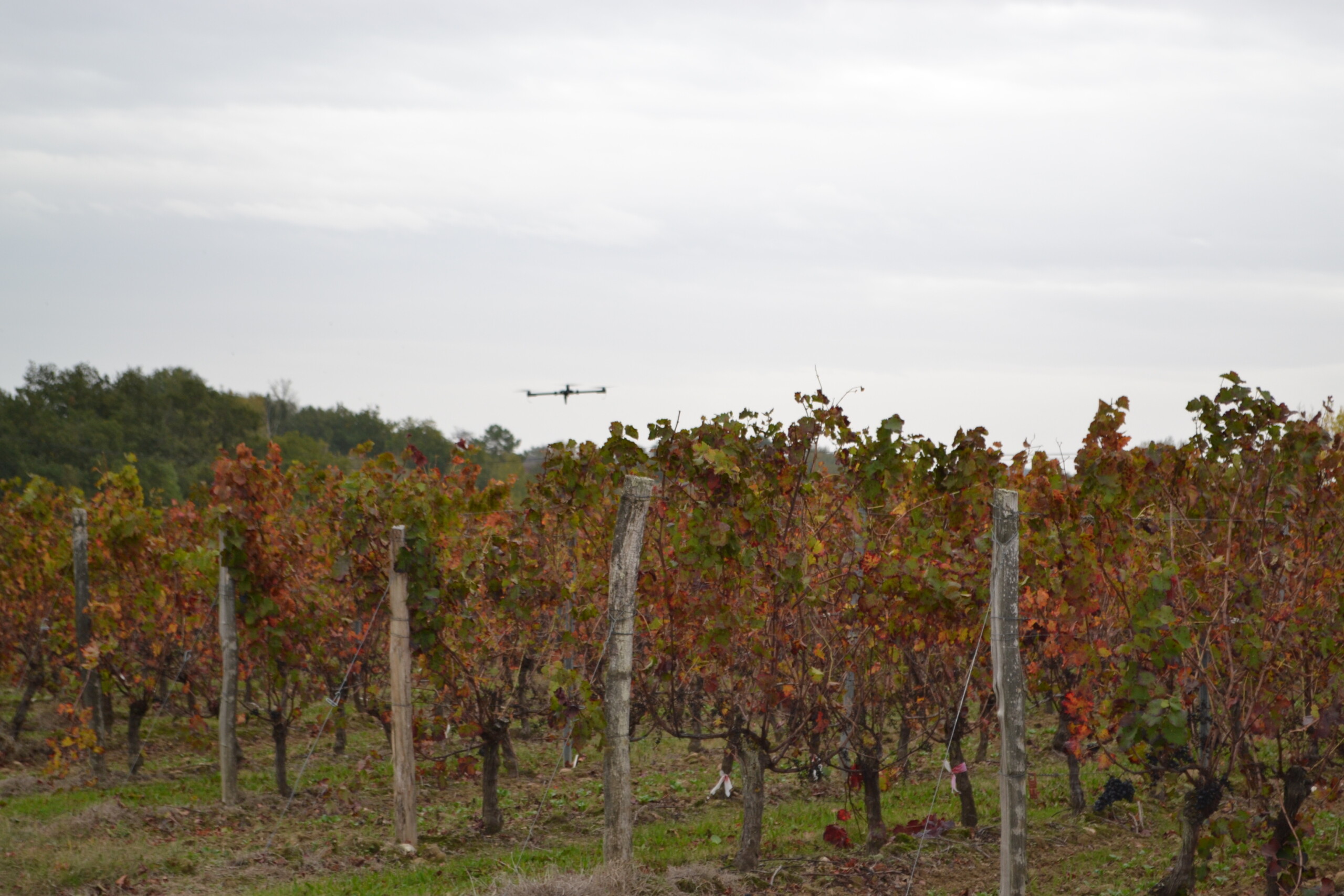 Drone flying demonstration in the vineyard