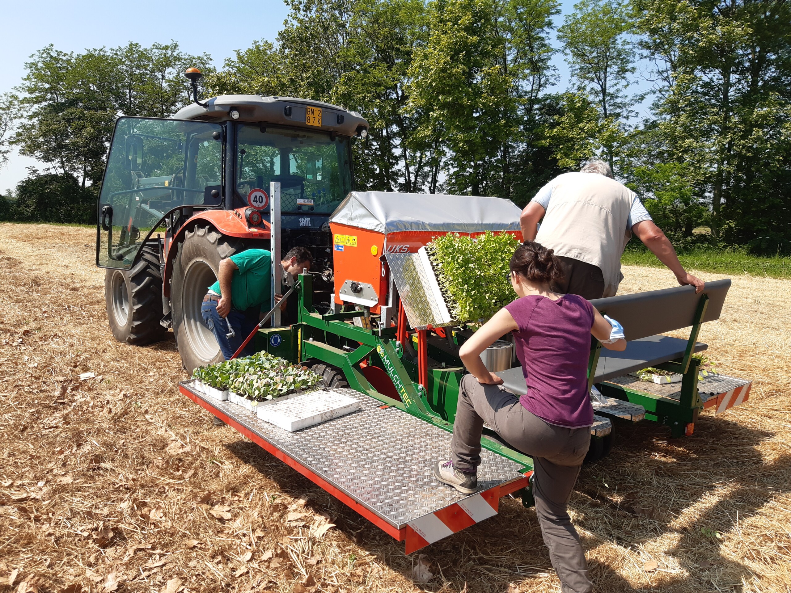 Planting maize on forage pea mulch