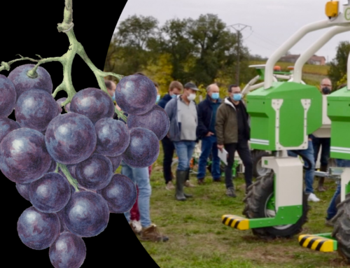 Innovating Viticulture: Vignoble 2.0 Project and the Future of Winegrowing Technology
