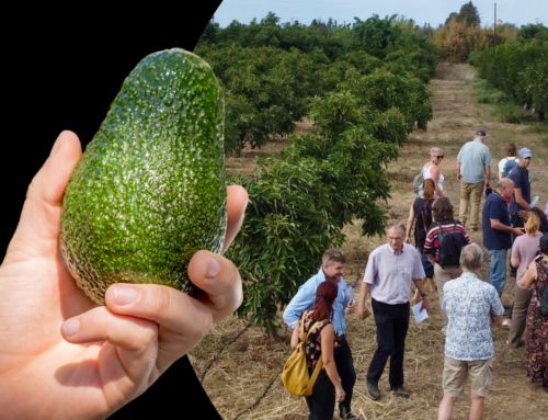 Avocado production in Chania, Crete: Exploring the adventurous dissemination process
