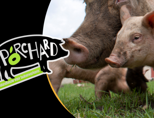 Cerdos criados en libertad en agroforestería