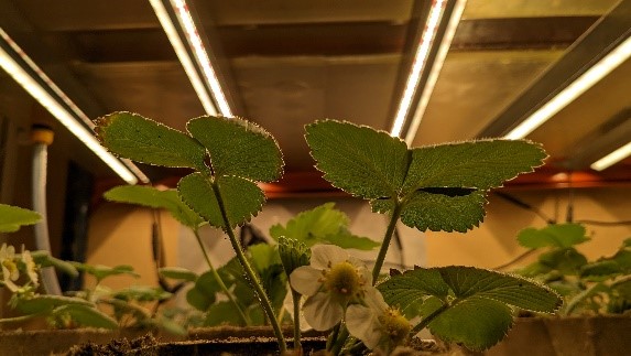 Strawberry plant in vertical farming