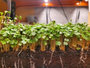 Mizuna Microgreens in vertical farming