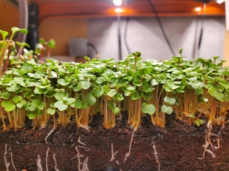 Mizuna Microgreens en agriculture verticale