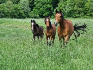 The OG of the project "Animal Welfare Horse" en el recorrido por la granja Ziegeleihof.
