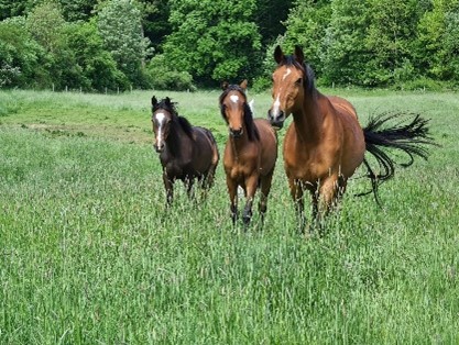 Ziel des EIP-Projekts ist es, bei der Bewertung des Tierschutzes auf Pferdefarmen zu helfen. Das Foto zeigt ein Beispiel dafür, wie Weideland für Pferde aussehen sollte und wie ein gesundes und gut versorgtes Pferd aussehen sollte.