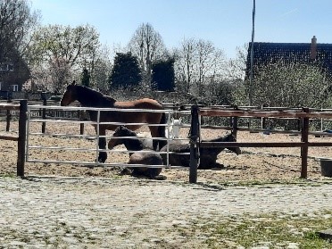 Incluso en invierno, todos los caballos deben tener potreros suficientemente grandes.