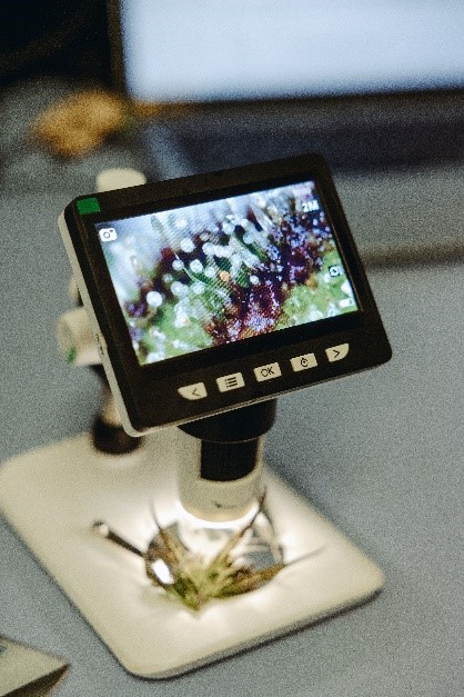 Inspection of the trichomes to determine the degree of ripeness