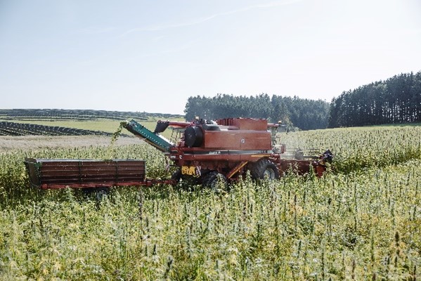 Hemp flower combine harvester from ZweiZehn GmbH & Co. KG