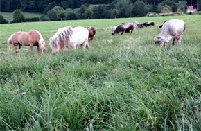 Regenerative Grazing (holistically planned) with two species. The aim here was to give the plants as much time as possible to develop roots and also to wait for the red clover to flower. Nevertheless, the forage supply should still be palatable enough for the dairy herd.