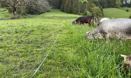 Planning to be at the right time at the right place with the right behaviour of the herd. The aim here was to leave enough plant material behind for a quick regrowth in spring time.