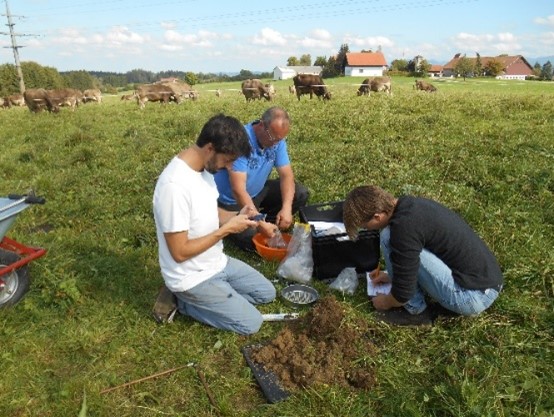 Equipo colaborativo (científico, granjero y estudiante) toma muestras de suelo en parcelas de prueba. Supervisado por 50 vacas.