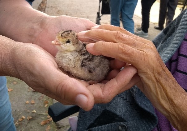 Das sind die Hände des Landwirts und des Geflügelberaters, die nach der Untersuchung ihres Stalls ein Küken halten.