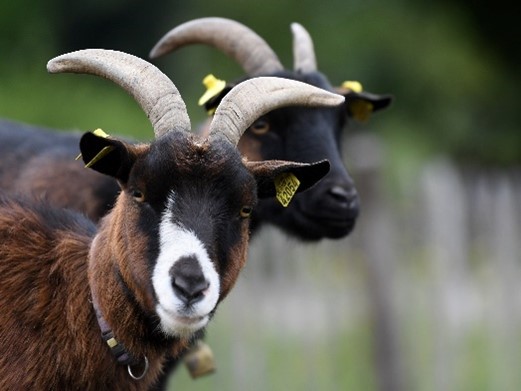 Existen 26000 cabras en Baviera. La carne de cabra no es una comida común. Foto: Angelika Warmuth StMELF