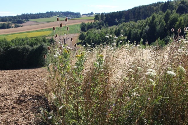 Landschaftslabor mit Pflanzen, die Insekten anlocken